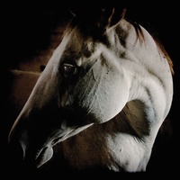 How To Kill A Horse - Brother Dege Cd Album