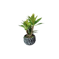 Diamond Pattern Pot Succulent Plant