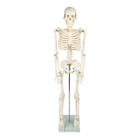 Anatomical 85cm Tall Human Skeleton with Stand Model - Medical Anatomy