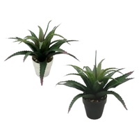 Set 2 Aloe Vera Plant In Plastic Pot 7x25cm