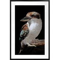 Mystery Kookaburra Artwork Framed W Glass Front 80x120cm