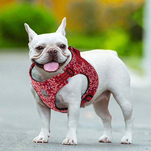 Floral Doggy Harness Dog Collars, Harnesses & Leads